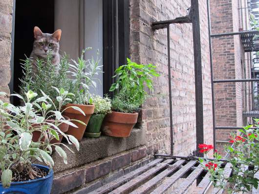 fire escapes